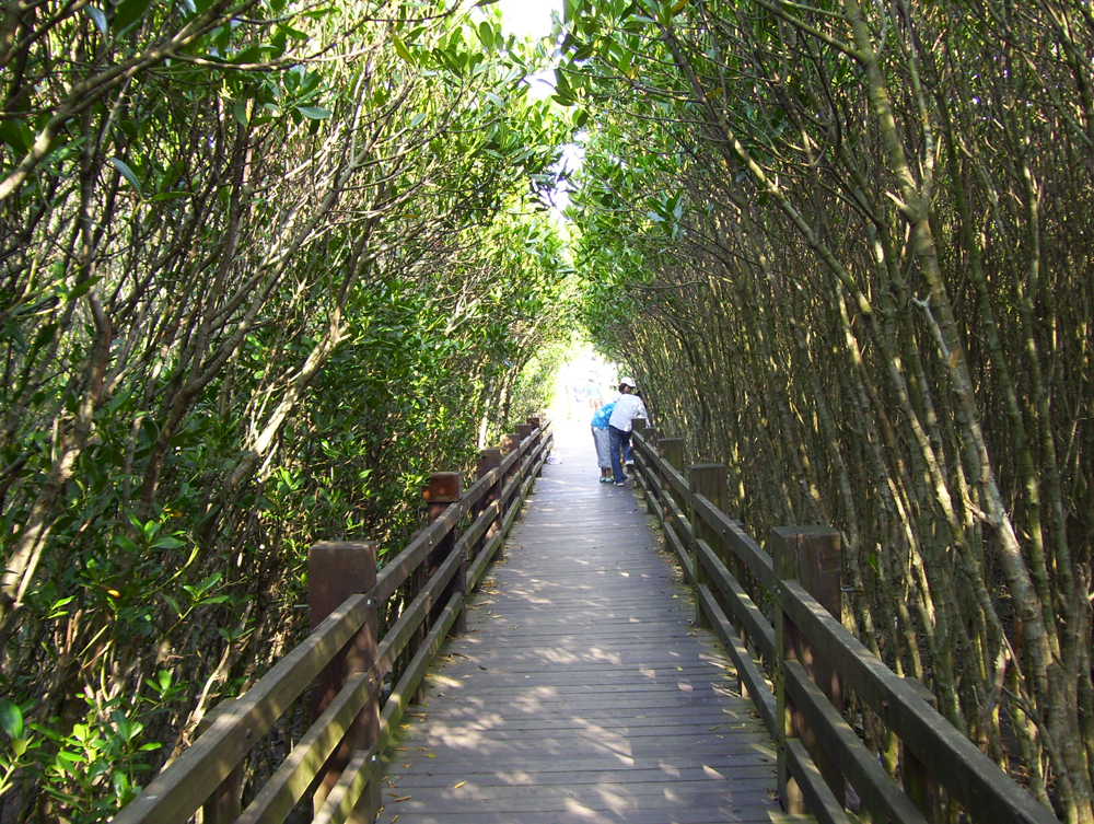 全台罕見之紅樹林綠色隧道